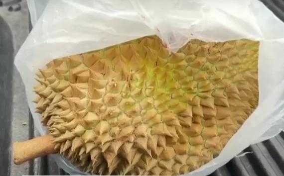   泰国一男子骑摩托追尾皮卡 一头扎到榴莲上：太惨！
