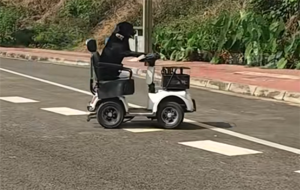 拉布拉多独自驾电动车上路被扣车 狗主人：它是网红 还在学叉车