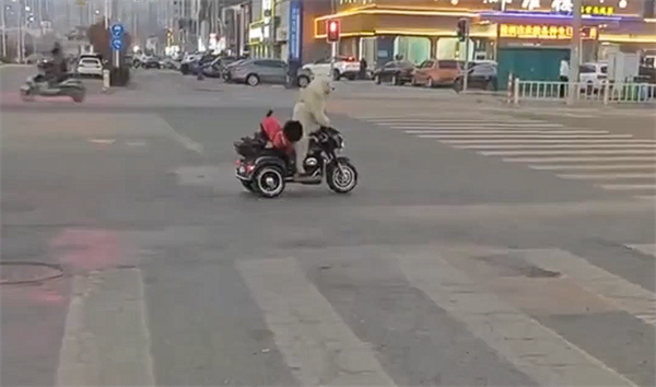 宠物狗骑电动车带另一只狗上街