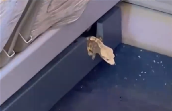 高铁座椅钻出活蜥蜴