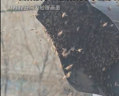 南京一红绿灯遭蜜蜂围攻 绿灯变黄灯  当地回应：或因花开时节蜜源充足