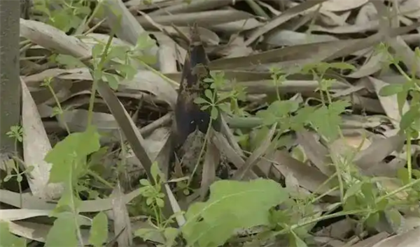 男子偷挖竹笋受伤